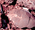 A titanosaur egg fossil next to a regular screwdriver